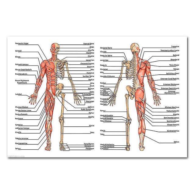 Anatomical Poster Set - Laminated - Muscular, Skeletal, Digestive, Respiratory, Circulatory, Endocrine, Lymphatic, Male & Female Reproductive, Nerv... on Productcaster.