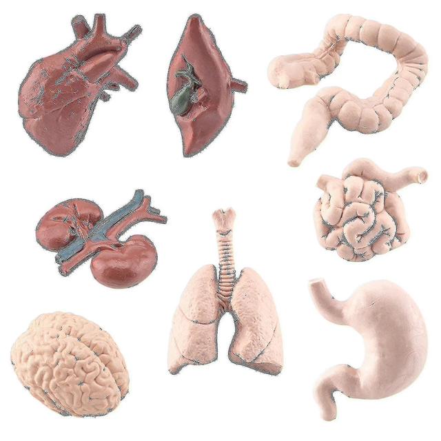 8pc Children's Science Education Human Organ Brain Heart Liver Stomach Large Intestine Small Intestine Educational_q on Productcaster.