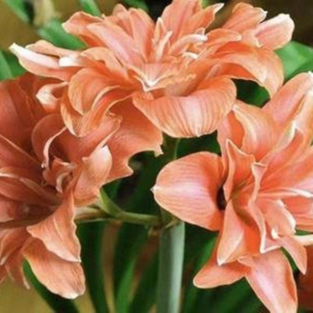 Pinguo 20Pcs/Bag Amaryllis Seeds Quick Growth Landscaping Non GMO Easy Care Amaryllis Seeds Houseplants Garden Supplies Light Orange on Productcaster.