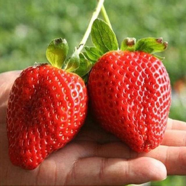 100pcs Rare Raspberry/blackberry/strawberry/kiwi Seeds Nutritious Fruits Bonsai Strawberry Seeds on Productcaster.