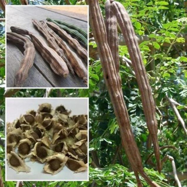 50Pcs Healthy Moringa Oleifera Seeds Health Skin Benefits Drumstick Tree Seeds bluelans on Productcaster.