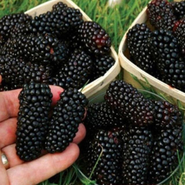 100Pcs Rare Raspberry/Blackberry/Strawberry/Kiwi Seeds Nutritious Fruits Bonsai Tree Blackberry Seeds on Productcaster.