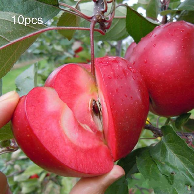 10Pcs/Bag Apples Seeds Full of Vitamins Eco-friendly Sweet Rare Red Flesh Apples Seeds for Farm bluelans Apple Seeds on Productcaster.