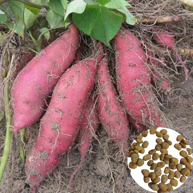 Hopeup 1 Bag Sweet Potato Seed Delicious Nutritious Lightweight Rustic Cereal Seed For Farm on Productcaster.