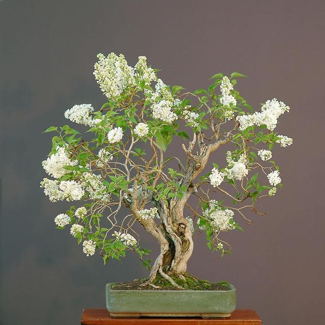 Shineth Trading White Lilac (Syringa Vulgaris) - 5 pcs. seeds/p. on Productcaster.