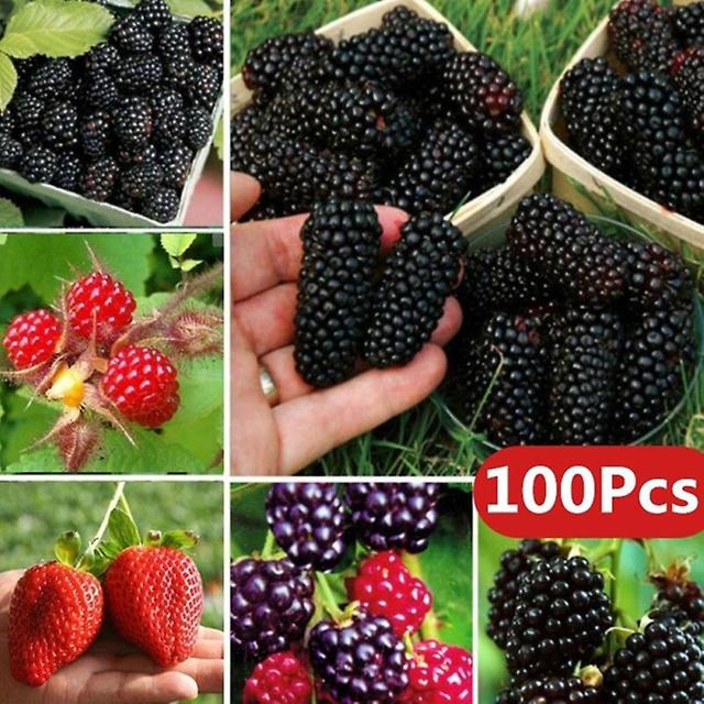 100Pcs Rare Raspberry/Blackberry/Strawberry/Kiwi Seeds Nutritious Fruits Bonsai on Productcaster.