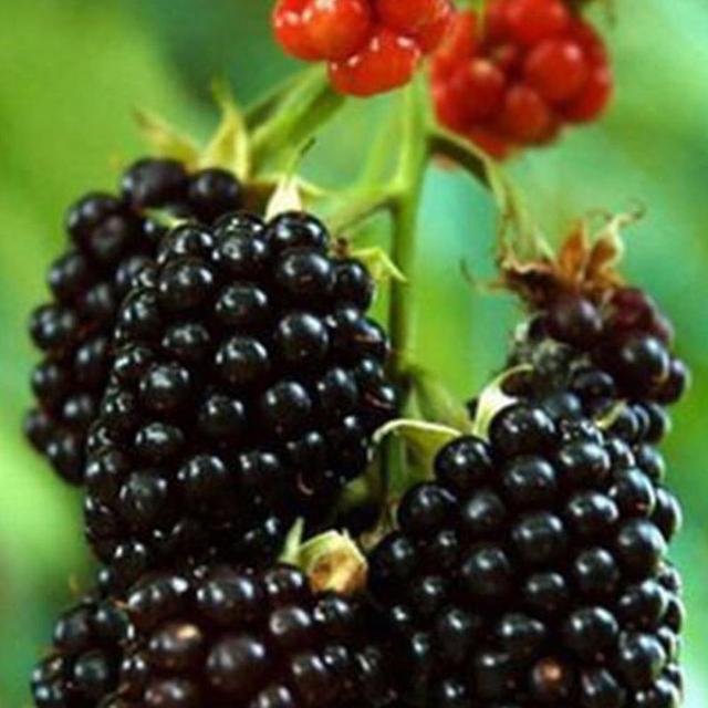 100pcs Rare Raspberry/blackberry/strawberry/kiwi Seeds Nutritious Fruits Bonsai Blackberry Seeds on Productcaster.