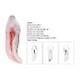 Easyget 12 Size 1:1 Dental Rct Endo Training Teeth Model 3d Curved Root Teeth Model Cuspid B-1PC on Productcaster.