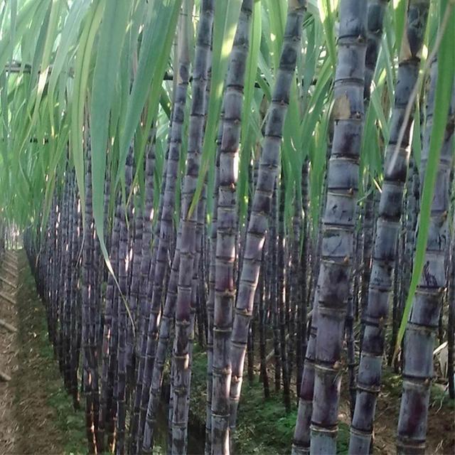 1 Bag Sugarcane Seeds NON GMO Productive Small Rich Vitamins Sugar Cane Seeds for Garden bluelans Black Sugarcane Seeds on Productcaster.