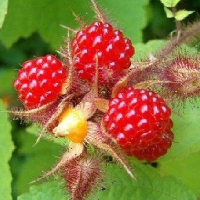 100pcs Rare Raspberry/blackberry/strawberry/kiwi Seeds Nutritious Fruits Bonsai Raspberry Seeds on Productcaster.