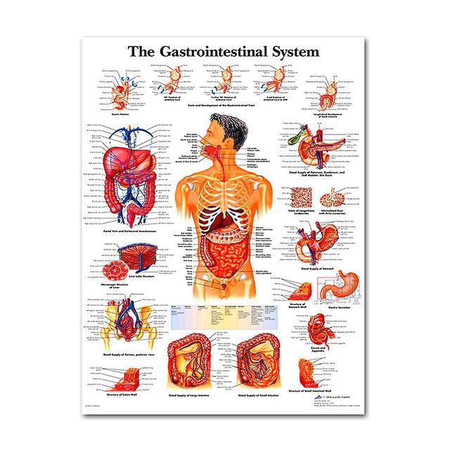 Anatomisches Posterset - Laminiert - Muskel, Skelett, Verdauungs-, Atemwegs-, Kreislauf-, Hormon-, Lymph-, Männliche &; Weibliche Fortpflanzung, Ne... on Productcaster.