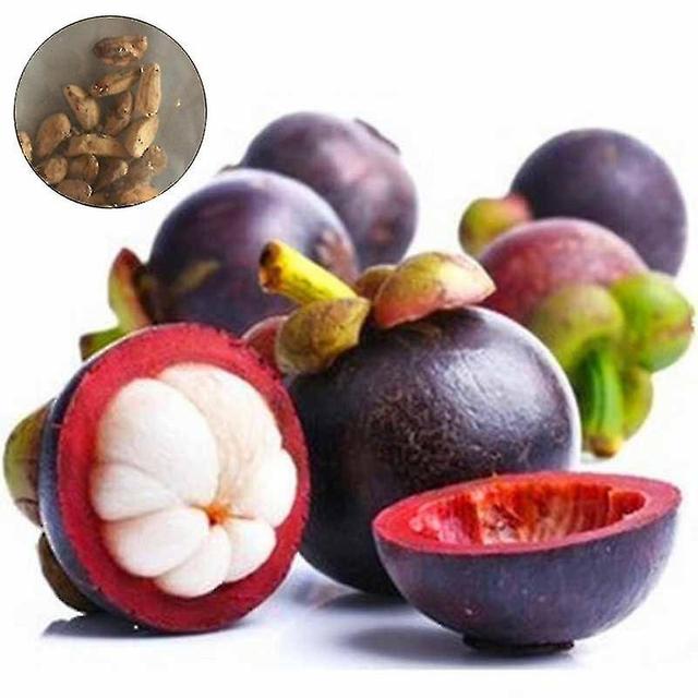 Sajy New 10pcs Mangosteen Seedsnutrient-rich Queen Of Tropical Fruits Seed Hot on Productcaster.