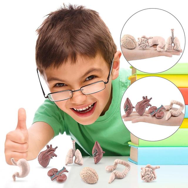 8Pc Children's Science Education Human Organ Brain Heart Liver Stomach Large Intestine Small Intestine Educational Ornaments Human Model 241862 on Productcaster.