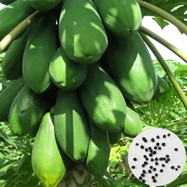 8 sztuk / worek Nasiona papai Nietolerancyjne na zimno Soczyste Długotrwałe Naturalne Nasiona Owoców Papai Do Sadu Bluelans Papaya Seeds on Productcaster.