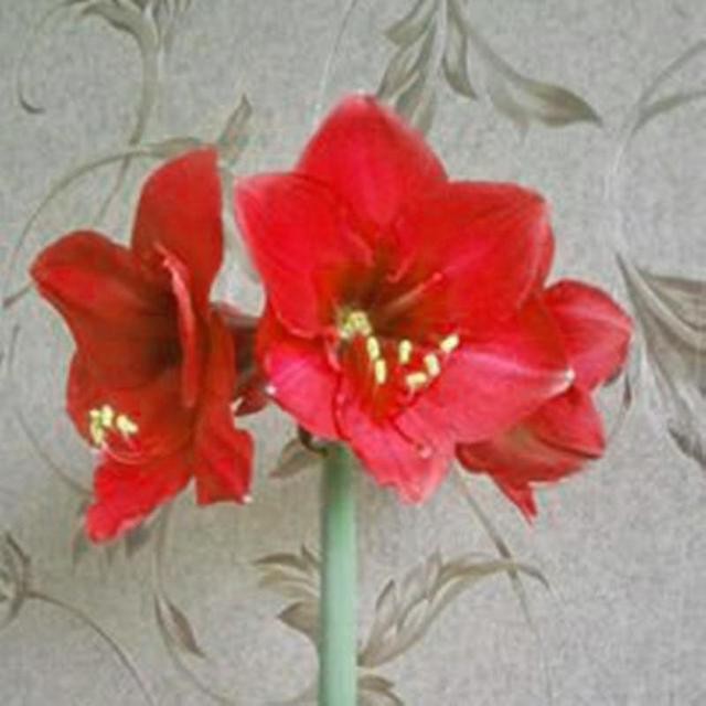 Totomi 20stk / pose Amaryllis frø Hurtig vækst Landskabspleje Ikke GMO Easy Care Amaryllis frø stueplanter Haveartikler Mørk rød on Productcaster.