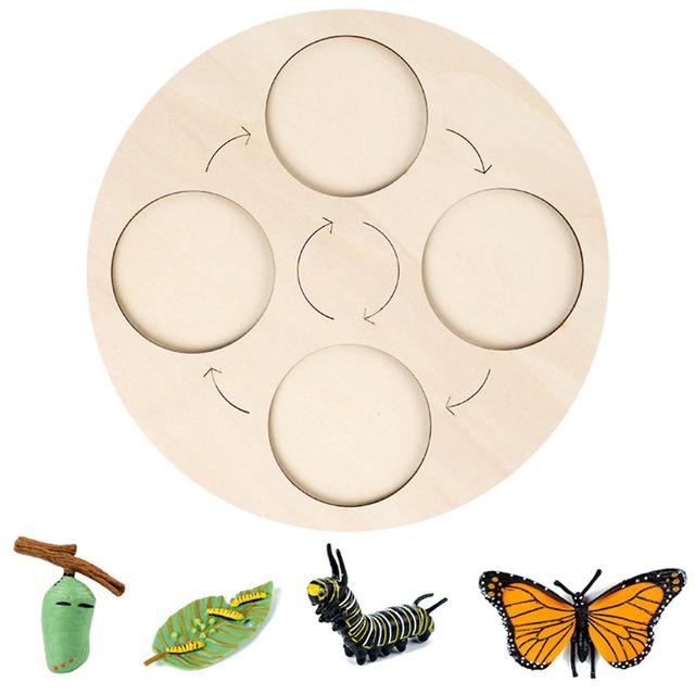 Insects Life Cycle Kit Stages of Insect with Wooden Tray Educational School Project for Kids Teaching Tools for Students on Productcaster.