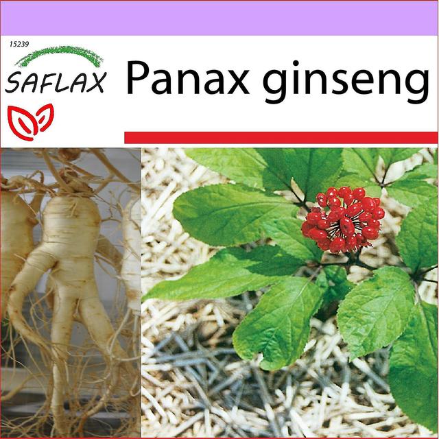 - 10 Samen - Koreanischer Ginseng - Ginseng Coren - Ginseng - Ginseng Genuino Coreano - Echter Koreanischer Ginseng_xpd8 on Productcaster.