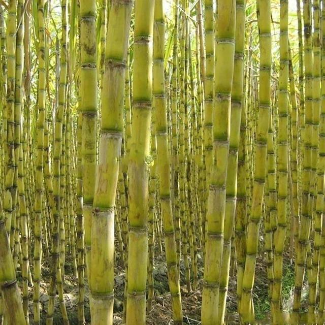 Platinum Chang 1 zak Suikerrietzaden niet Gmo Productieve Kleine Rijke Vitaminen Suikerrietzaden voor Tuin Groen on Productcaster.