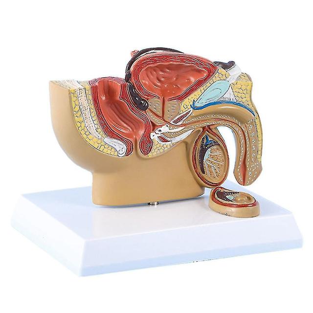 1:2 Male Pelvic Sagittal Section Testicular Prostate Bladder Rectal Urinary System on Productcaster.