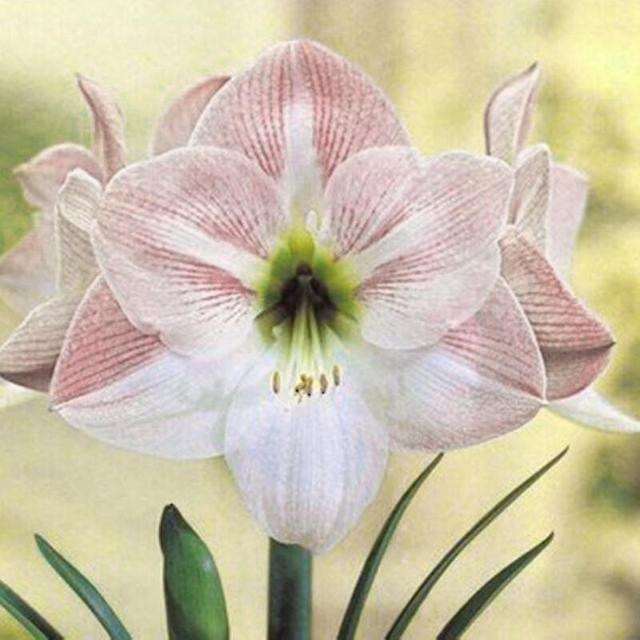 20pcs/bag Amaryllis Seeds Quick Growth Landscaping Non Gmo Easy Care Amaryllis Seeds Houseplants Garden Supplies White on Productcaster.