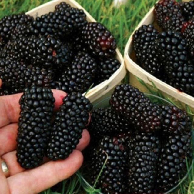 100pcs Rare Raspberry/blackberry/strawberry/kiwi Seeds Nutritious Fruits Bonsai Tree Blackberry Seeds on Productcaster.