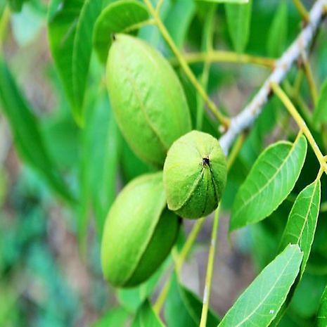 Jardimdaceleste Carya illinoinensis (Pecan) - Plant on Productcaster.