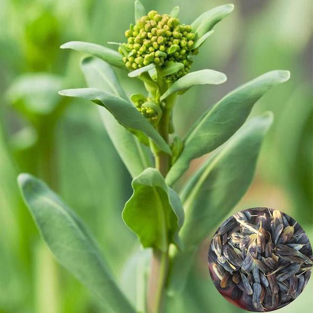 50 Pcs/Sac Graines De Pastel Herbe Écologique Vert Bonsaï Jardin Isatis Tinctoria Graines pour Balcon bluelans Isatis root seeds on Productcaster.