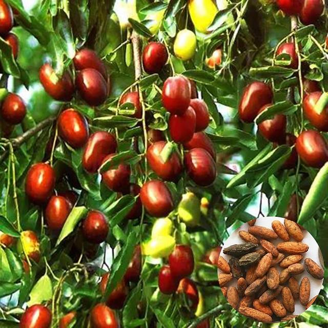 Tianyuhe 1 Beutel Jujube Seed Sweet Fresh Lightweight Natural Fruit Seed Farm Decor Jujube Seeds on Productcaster.