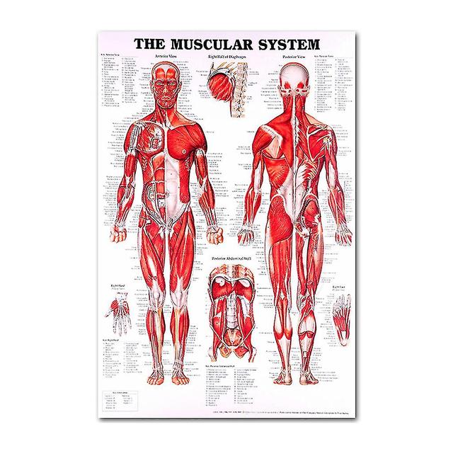 Anatomical Poster Set - Laminated - Muscular, Skeletal, Digestive, Respiratory, Circulatory, Endocrine, Lymphatic, Male & Female Reproductive, Nerv... on Productcaster.