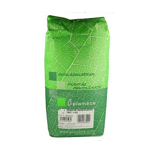 Plameca Cat's Tail Herb 1 kg on Productcaster.