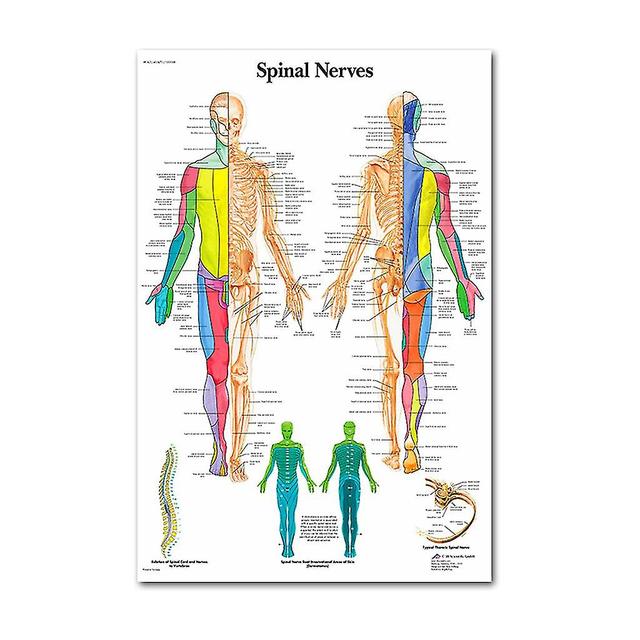 Anatomisches Posterset - Laminiert - Muskel, Skelett, Verdauungs-, Atemwegs-, Kreislauf-, Hormon-, Lymph-, Männliche &; Weibliche Fortpflanzung, Ne... on Productcaster.