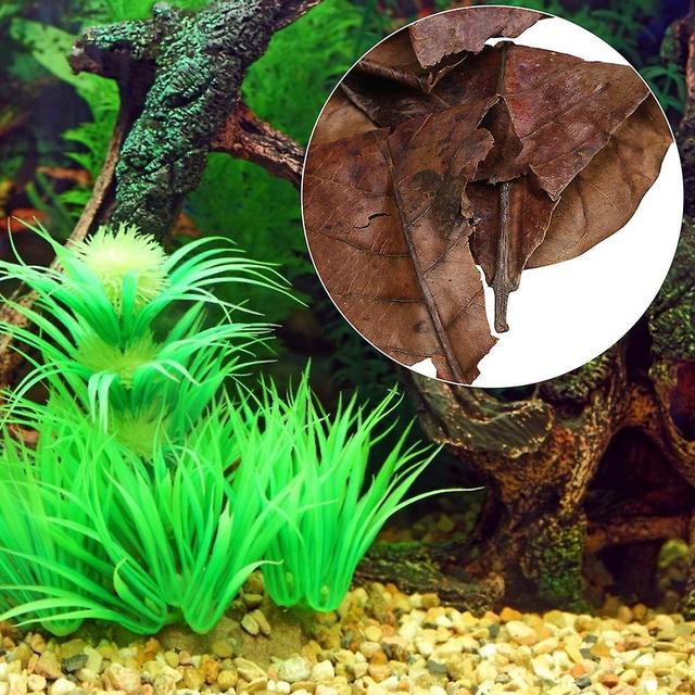 Aquarium Water Quality Improvement - Natural Olive Terminalia Catappa Leaf for Lowering PH Value and Acid Levels on Productcaster.