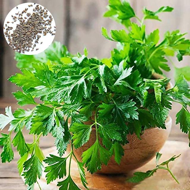 1 Bag Parsley Seed Smooth Edible Direct Cultivation Natural Deodorant Umbelliferae Seed for Countryside bluelans Parsley Seeds on Productcaster.