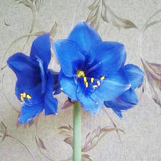 Pinguo 20Pcs/Bag Amaryllis Seeds Quick Growth Landscaping Non GMO Easy Care Amaryllis Seeds Houseplants Garden Supplies Light Blue on Productcaster.