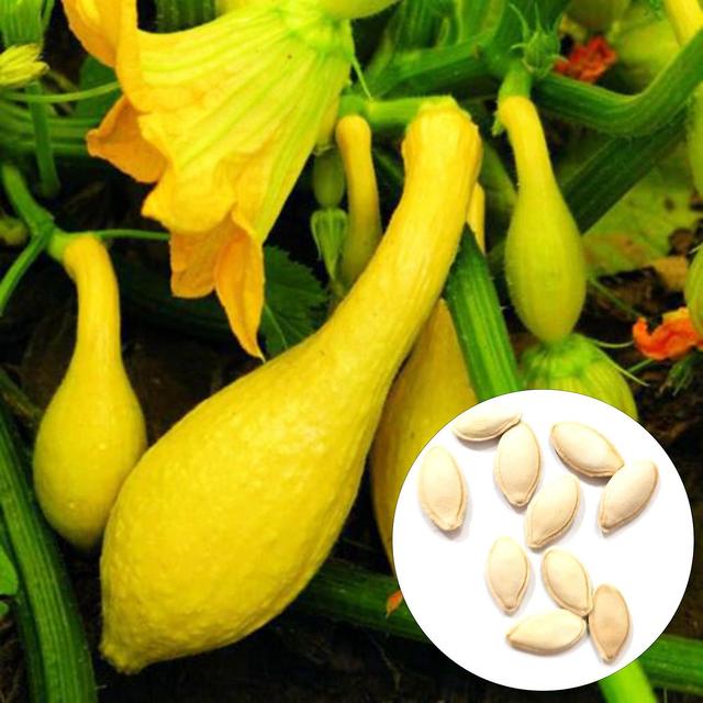 2 x 50Pcs/Bag sementes de abóbora germinação rápida não-OGM alta taxa de sobrevivência nutritiva baixa caloria Yello on Productcaster.