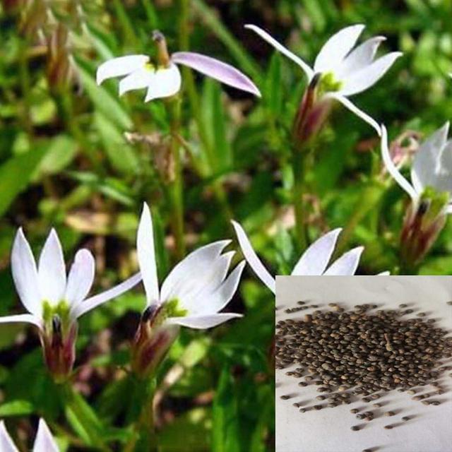 3 x 100ks/vrecúško Lobelia chinensis semená dekoratívne kvitnúce malé rozmery žiarivá Lobelia chinensis S on Productcaster.