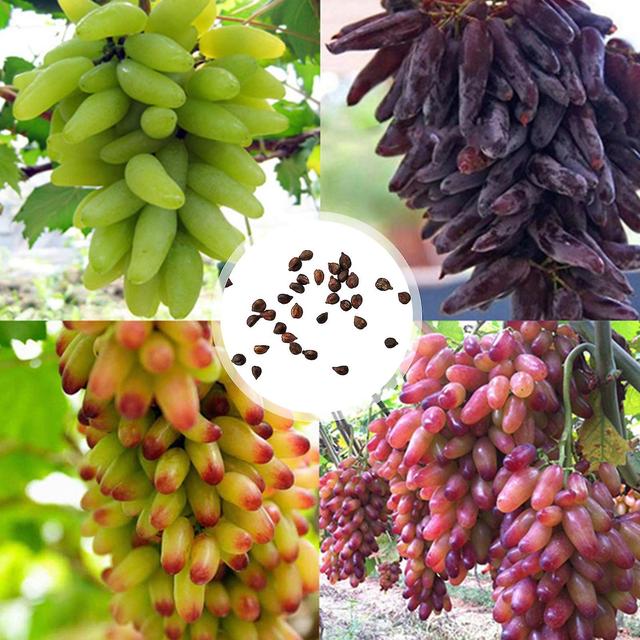 100Pcs/Bag Grape Seeds Strong Vitality Natural Eco-friendly Georgic Grape Fruit Seeds for Orchard bluelans on Productcaster.