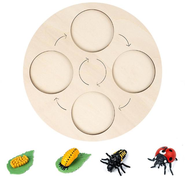 Insects Life Cycle Kit Stages of Insect with Wooden Tray Educational School Project for Kids Teaching Tools for Students on Productcaster.