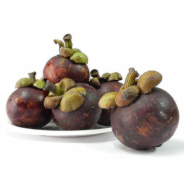 Sajy New 10pcs Mangosteen Seedsnutrient-rich Of Tropical Fruits Seed Hot on Productcaster.