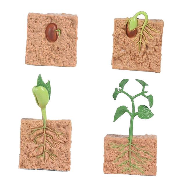 Kids Plant Soybeans Seeds Growth Life Cycle Model Biology Toys Teaching Aids multi on Productcaster.