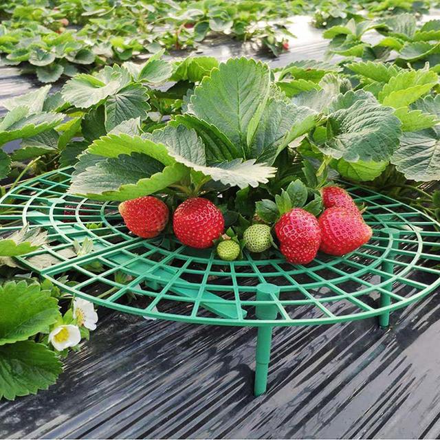 Dayhe 6pcs Strawberry Supports, 11.8in Garden Clips Pole Plant Climbing Fruit Elevated Fruit Planting on Productcaster.