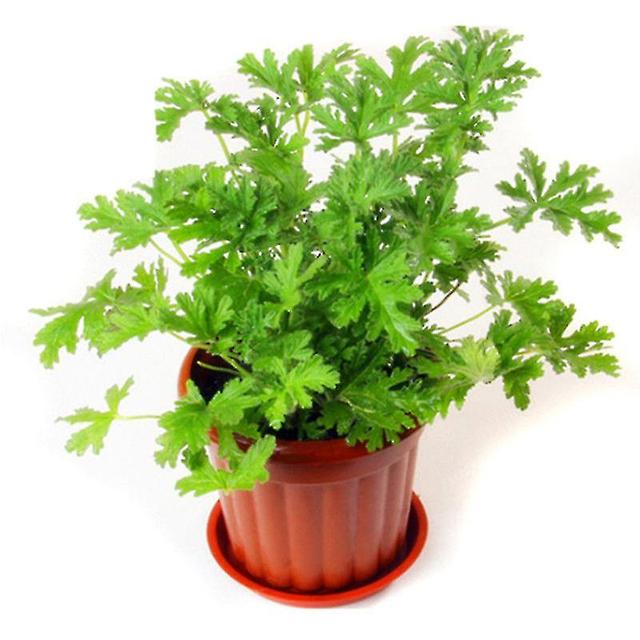 100pcs Citronella Plant Seeds Mozzie Buster Plant Mosquito Repellent Plant (única semente) Verde 100 pc on Productcaster.