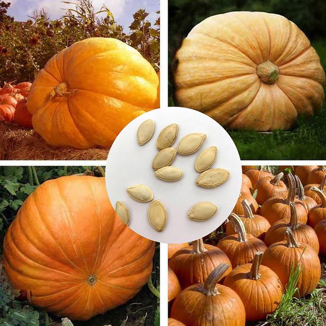 20Pcs/Bag Pumpkin Seeds Natural Easy to Germinate Nutritious Vegetable Flavourful Healthy Plant Seedlings for Garden bluelans on Productcaster.