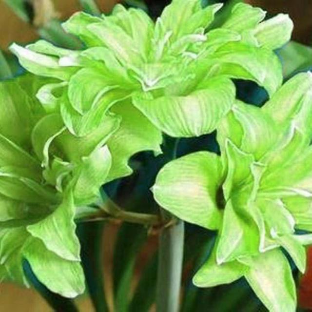 20Pcs/Bag Amaryllis Seeds Quick Growth Landscaping Non GMO Easy Care Amaryllis Seeds Houseplants Garden Supplies Light Green on Productcaster.