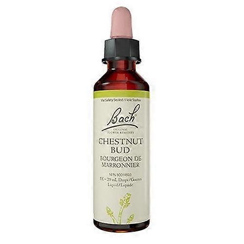 Chestnut Bud, 20 ML by Bach on Productcaster.