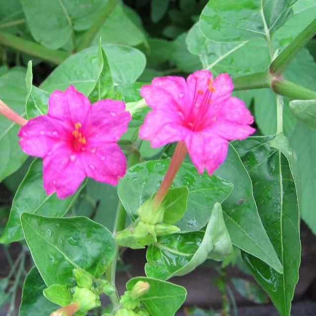 1 torebka nasion Produktywna wysoka wydajność Naturalne łatwe do sadzenia Mirabilis Jalapa Nasiona do bluelanów ogrodowych Mirabilis jalapa seeds on Productcaster.