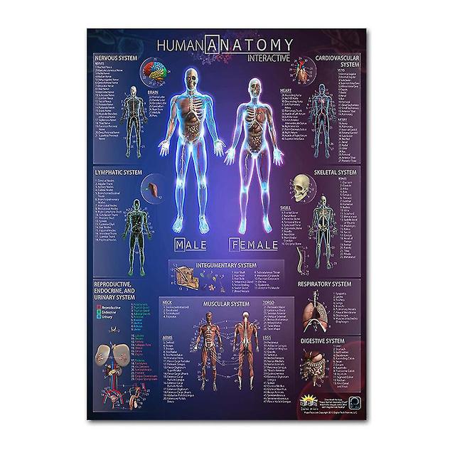 Xzky Anatomical Poster Set - Laminated - Muscular, Skeletal, Digestive, Respiratory, Circulatory, Endocrine, Lymphatic, Male & Female Reproductive,... on Productcaster.