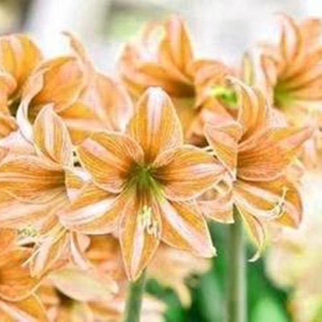 20pcs/bag Amaryllis Seeds Quick Growth Landscaping Non Gmo Easy Care Amaryllis Seeds Houseplants Garden Supplies Light Yellow on Productcaster.