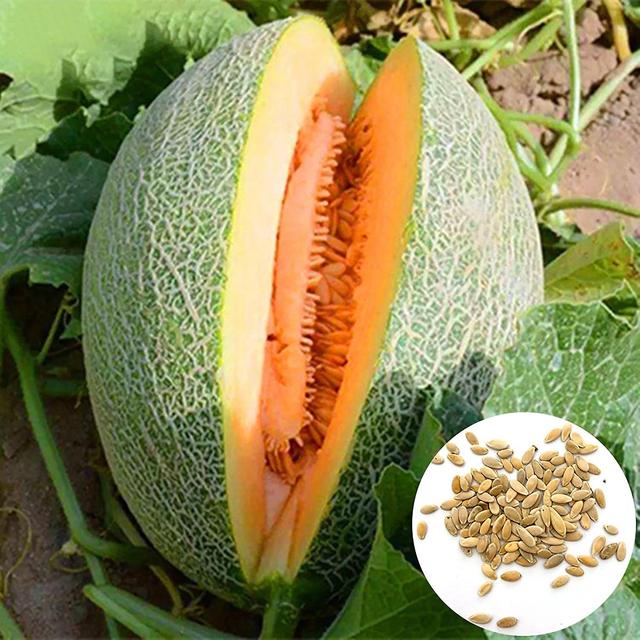 2 x 1 Sacchetto Semi di Cantalupo Dolce Succoso Seme Semi di Frutta Naturale per Frutteto on Productcaster.