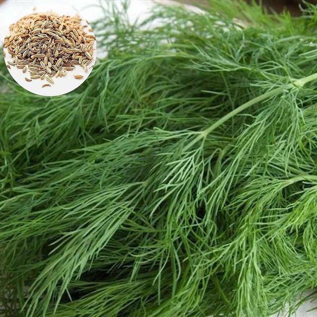 2 x 1 Bag Dill Seed Fragrant Ornamental Seed Healthy Herb Seed for Manor on Productcaster.